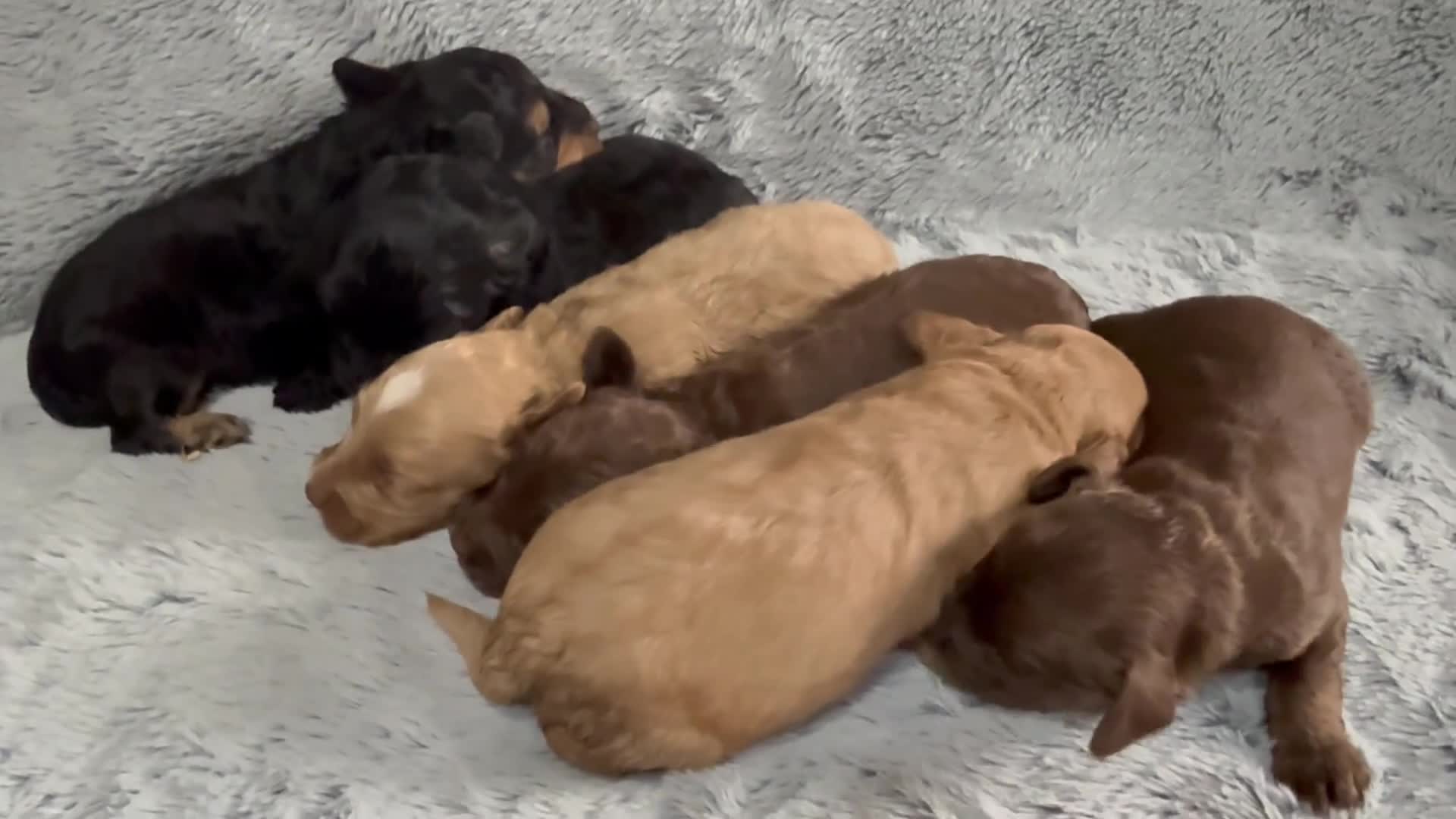 Cockapoo dogs for sale: Adorable Toy Cockapoos-Health Tested - Video 2