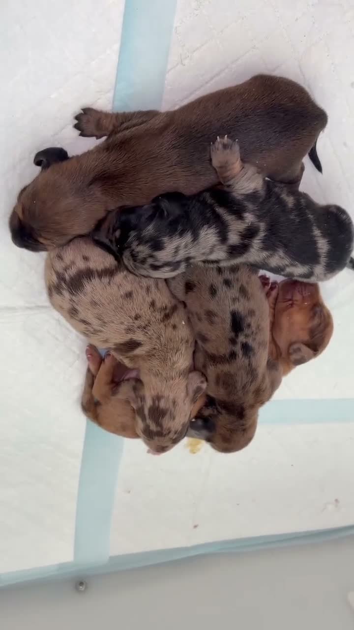 Miniature Dachshund dogs for sale: KC miniature dachshund puppies  - Video 5