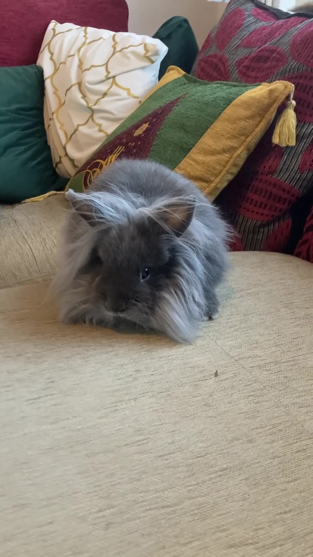 Lionhead rabbits for sale: Beautiful Blue Lionhead Buck  - Video 1