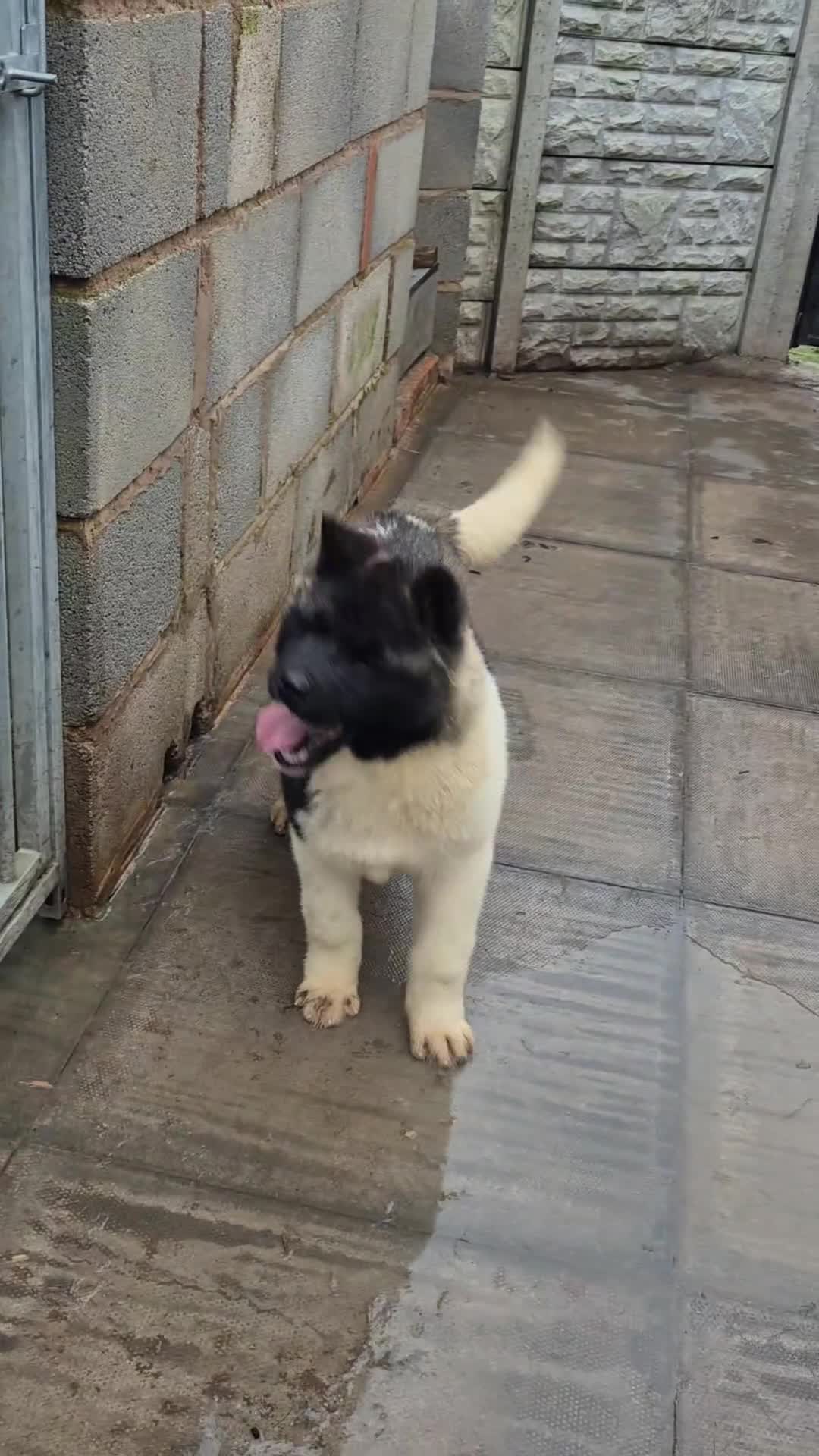 Akita dogs for sale: AMERICAN AKITA FEMALES BLACK MASK BEARS - Video 3