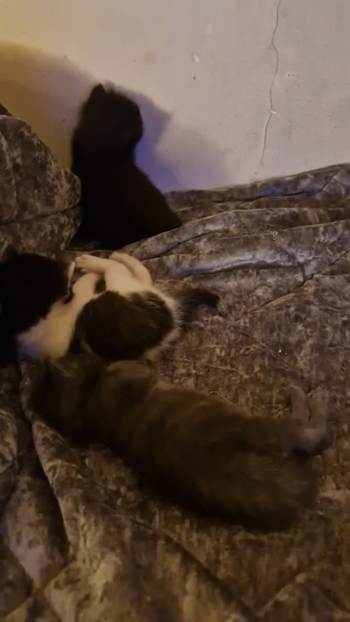 Mixed Breed cats for sale: 3 lovely kittens looking forever home ❤️💙💙 - Video 1