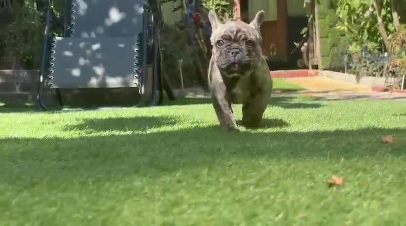 French Bulldog dogs for sale:  French buldogs  . - Video 2