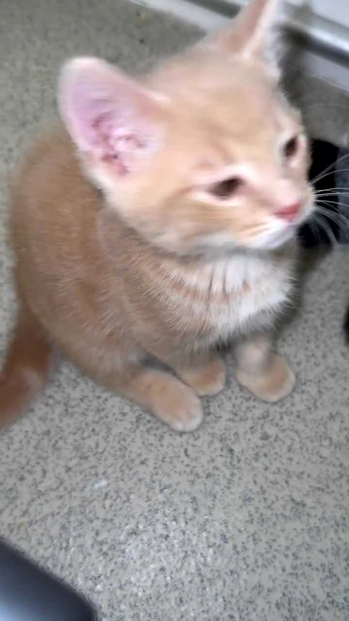 Mixed Breed cats for sale: Beautiful Grey Kittens  - Video 2