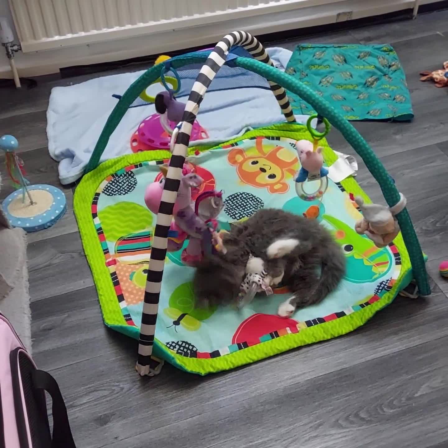 Norwegian Forest Cat cats for sale: GCCF PEDIGREE NORWEGIAN FOREST KITTEN READY NOW! - Video 1
