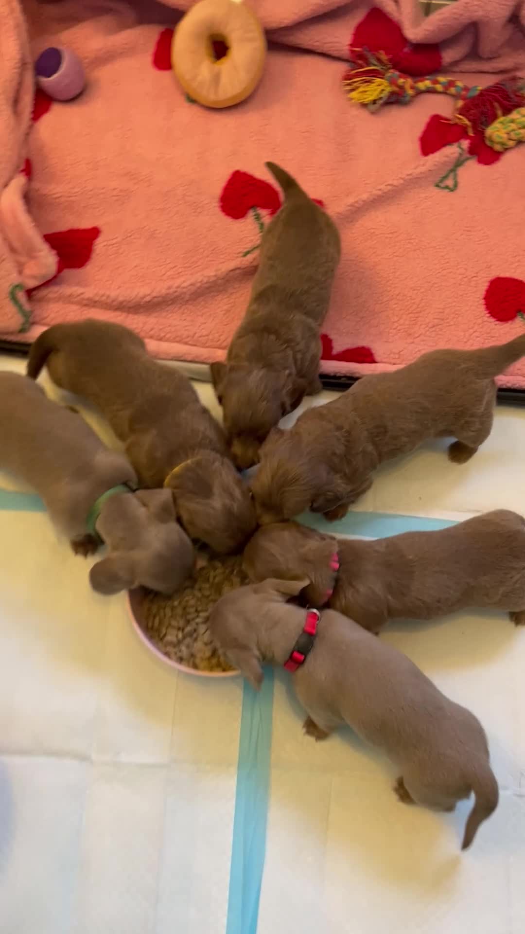 Dachshund dogs for sale: Isabella and tan dachshunds looking for new homes - Video 2