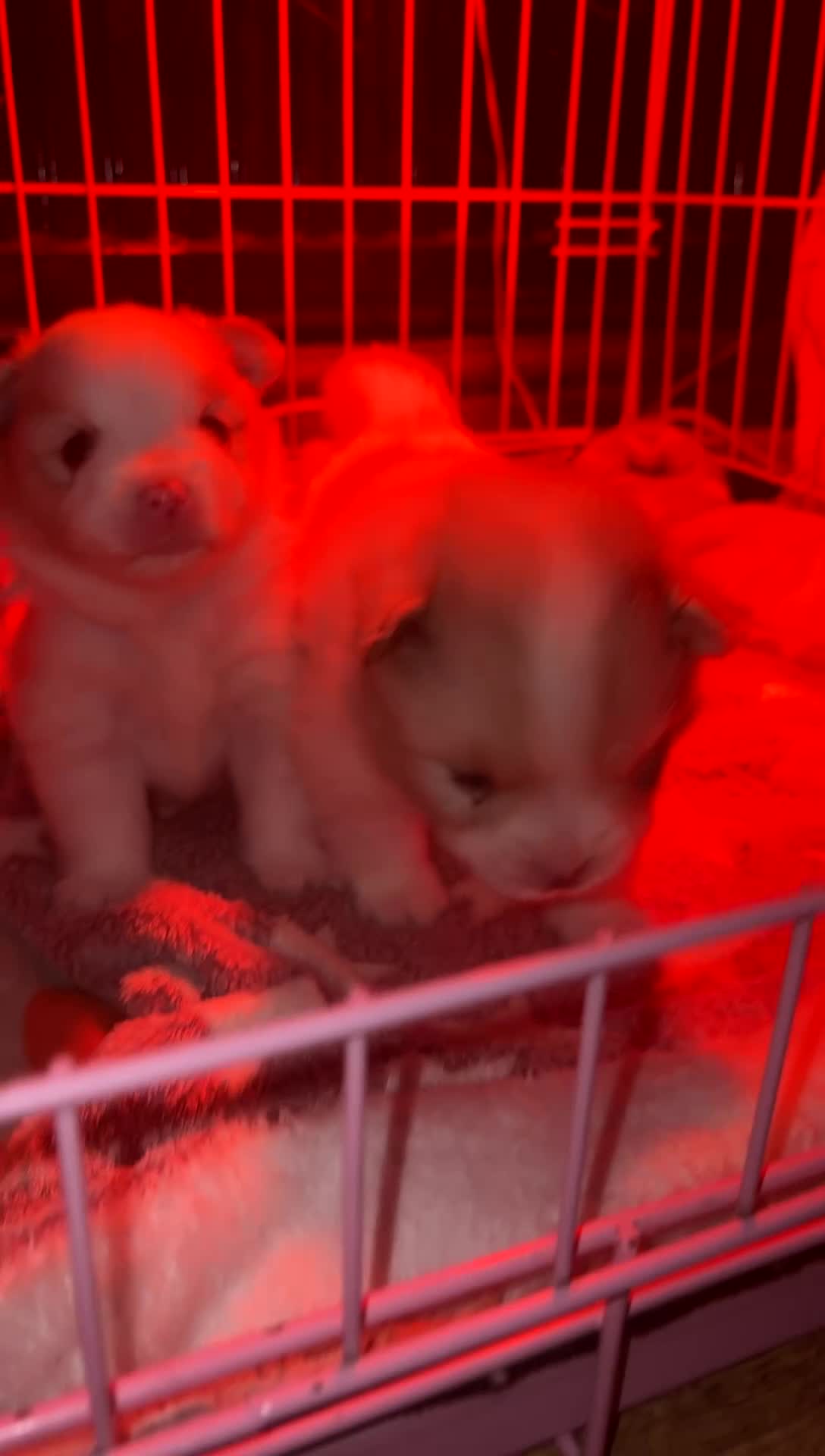 Pomeranian dogs for sale: beautiful blue eyed Pomeranians cream boys  - Video 4