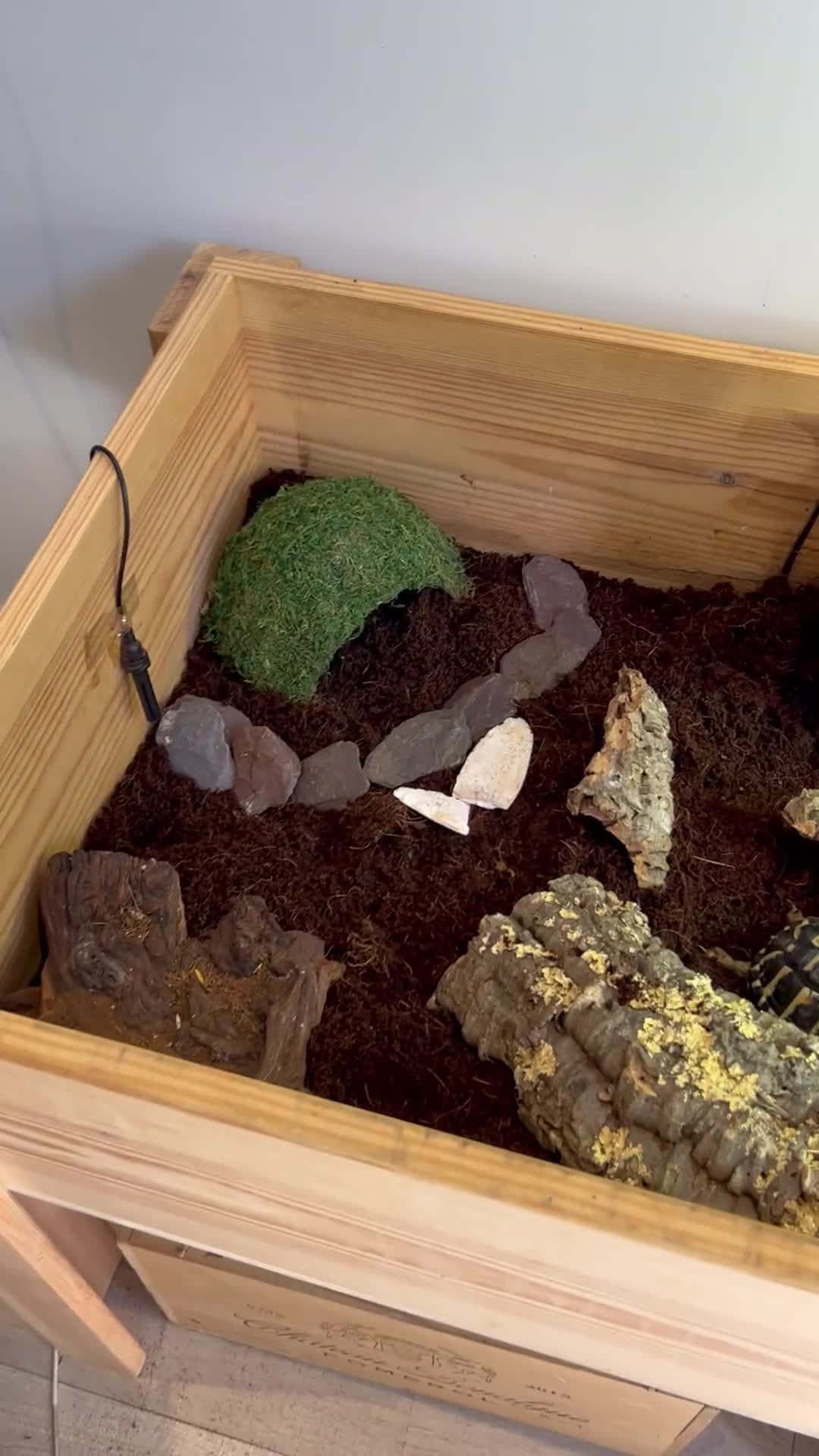 Hermann Tortoise reptiles for sale: Two Dwarf Hermann Tortoises & full set-up - Video 1