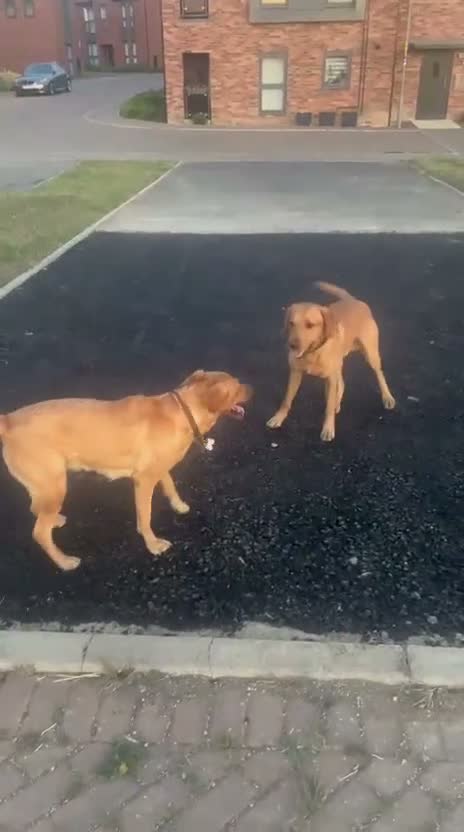 Labrador Retriever dogs for sale: Beautiful pure labrador retriever puppies. - Video 1