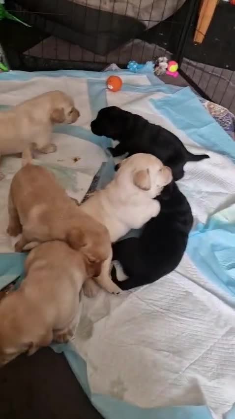 Labrador Retriever dogs for sale: Dave Nunn in Sleaford - Video 2