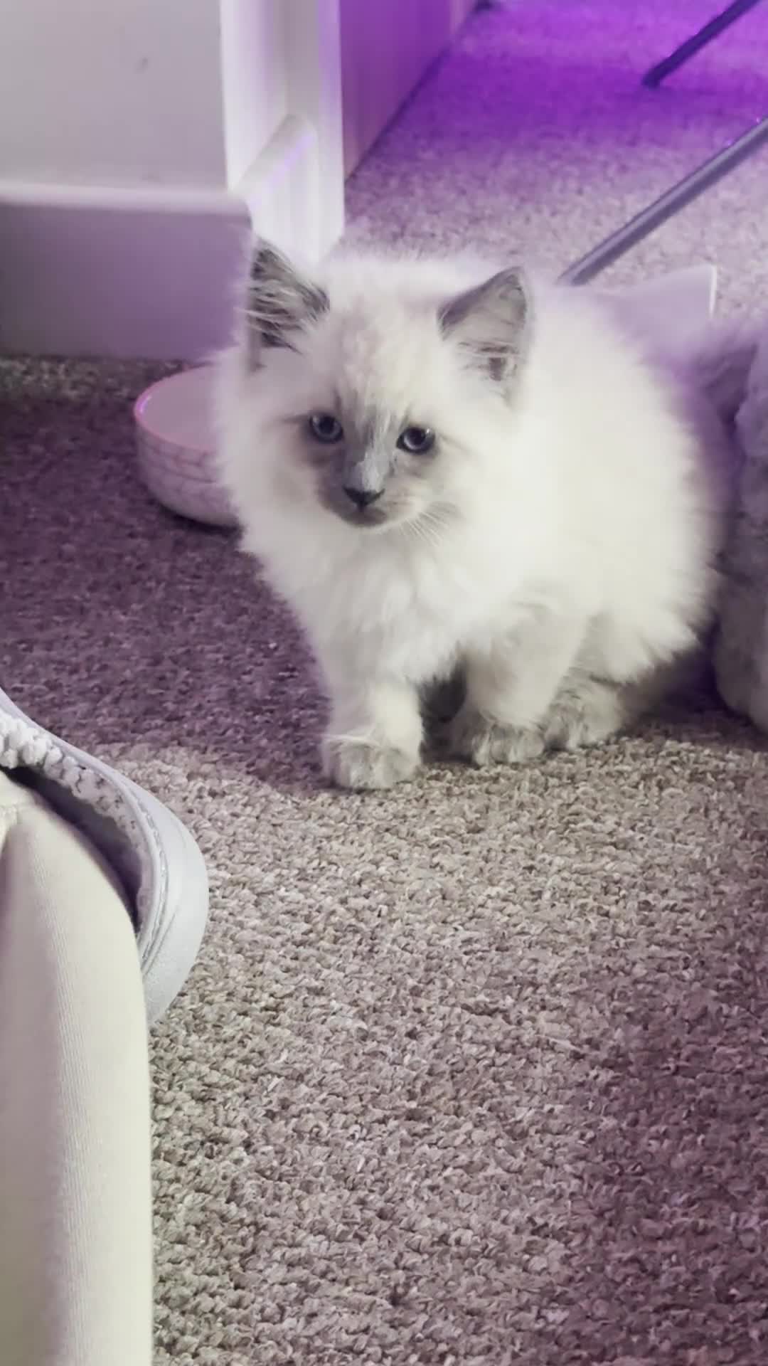 Ragdoll cats for sale: Bluepoint Ragdoll Female Kitten  - Video 1