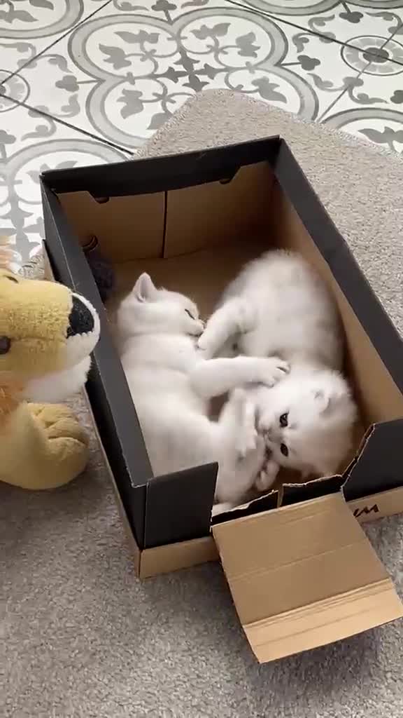 British Longhair cats for sale: ⭐️ BEAUTIFUL BLH & BSH FEMALE KITTENS   ⭐️ - Video 4