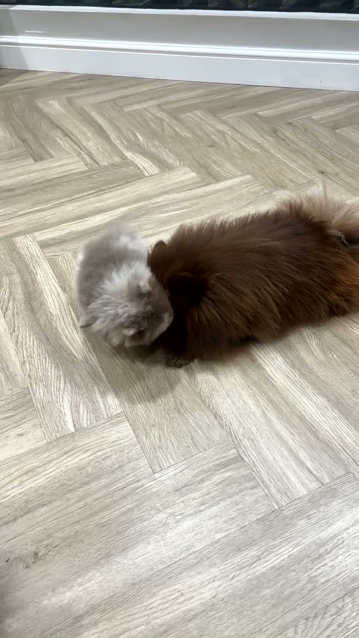 Pomeranian dogs for sale: Gorgeous Pomeranian puppy's  - Video 2