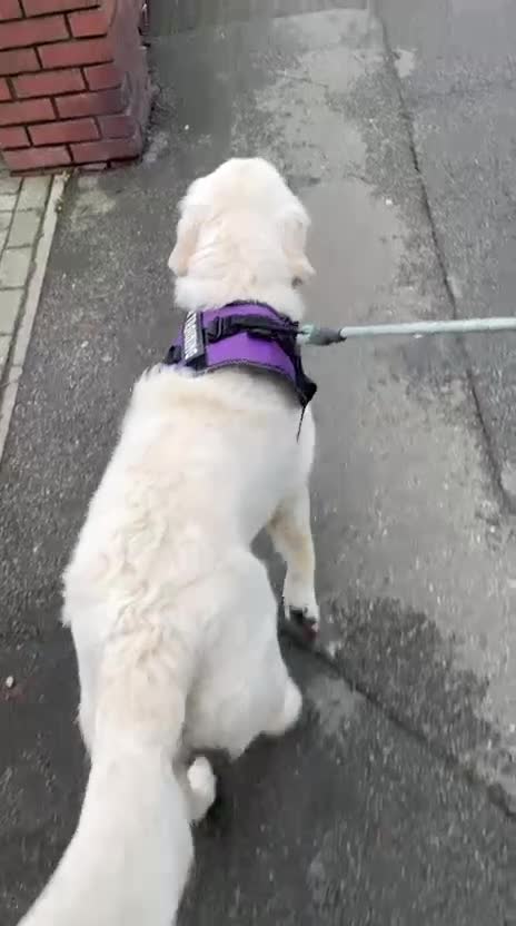 Golden Retriever dogs for sale: KC Reg Golden Retriever (F) 8mo – £1,100 ONO - Video 1