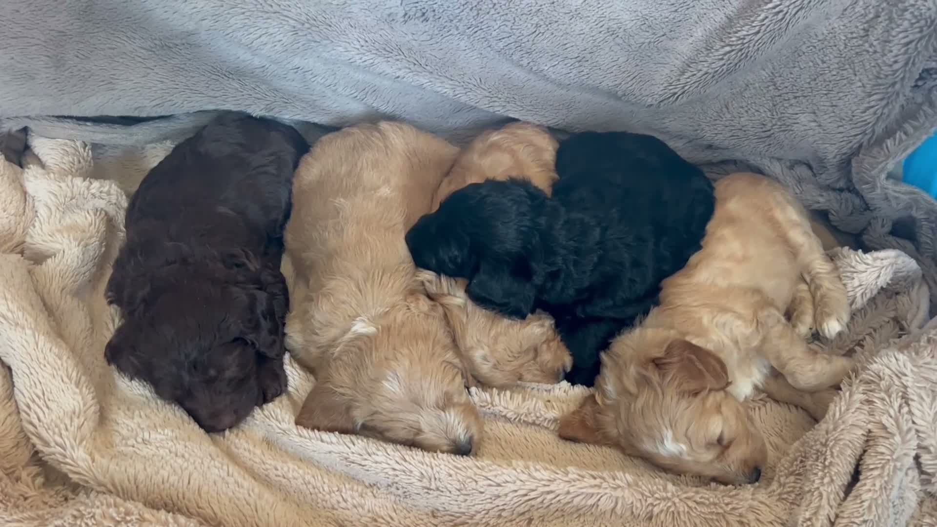 Mixed Breed dogs for sale: 9 Australian Labradoodles  - Video 2