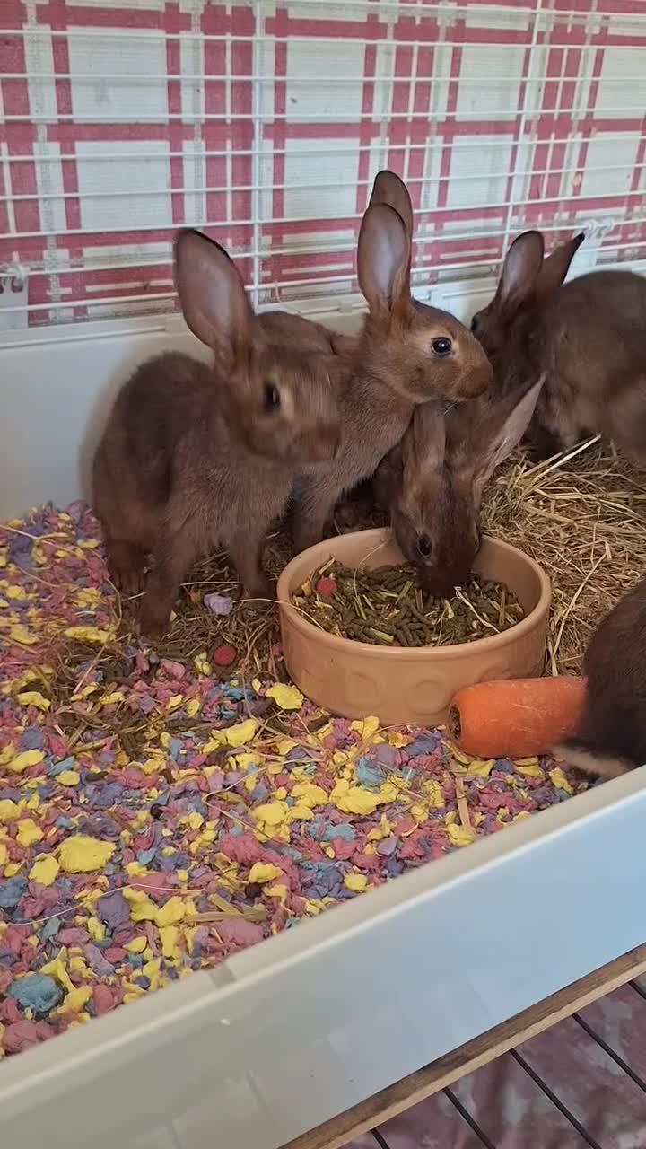 Belgian Hares rabbits for sale: Pure Belgian Hare babies for sale - Video 1