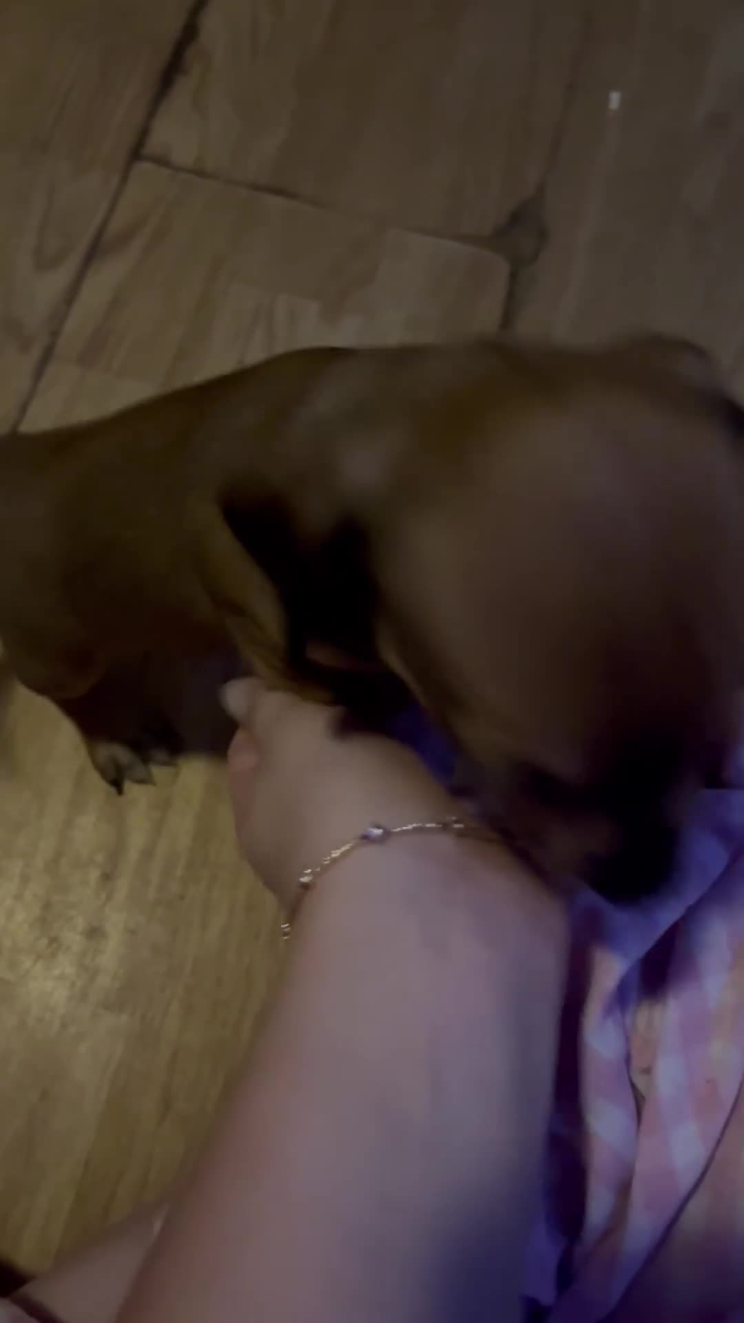 Chiweenie dogs for sale: Beautiful baby chiweenies 🐾🐕 - Video 1
