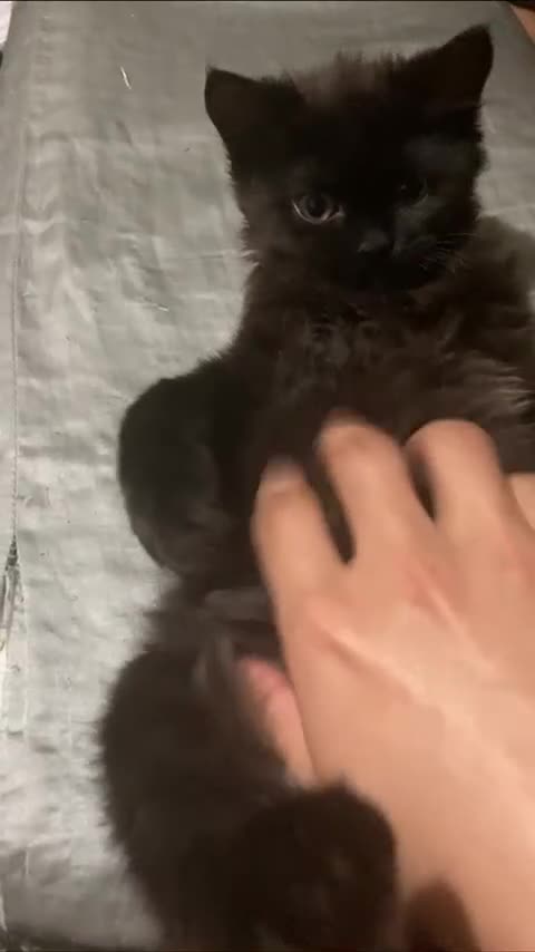 British Longhair cats for sale: cute british longhair - Video 1