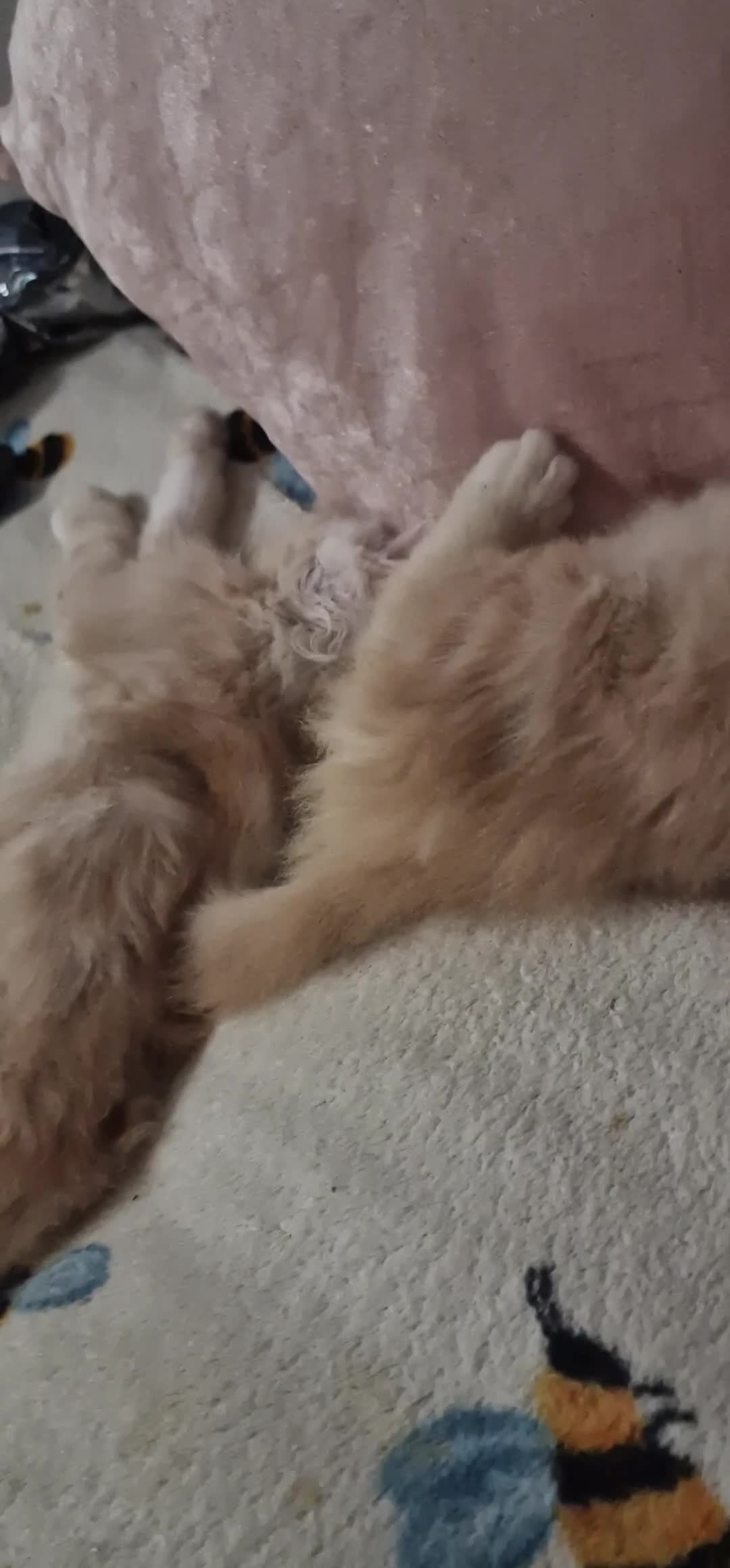 Maine Coon cats for sale: 2 Stunning Cream Pedigree Mainecoons Available  - Video 1