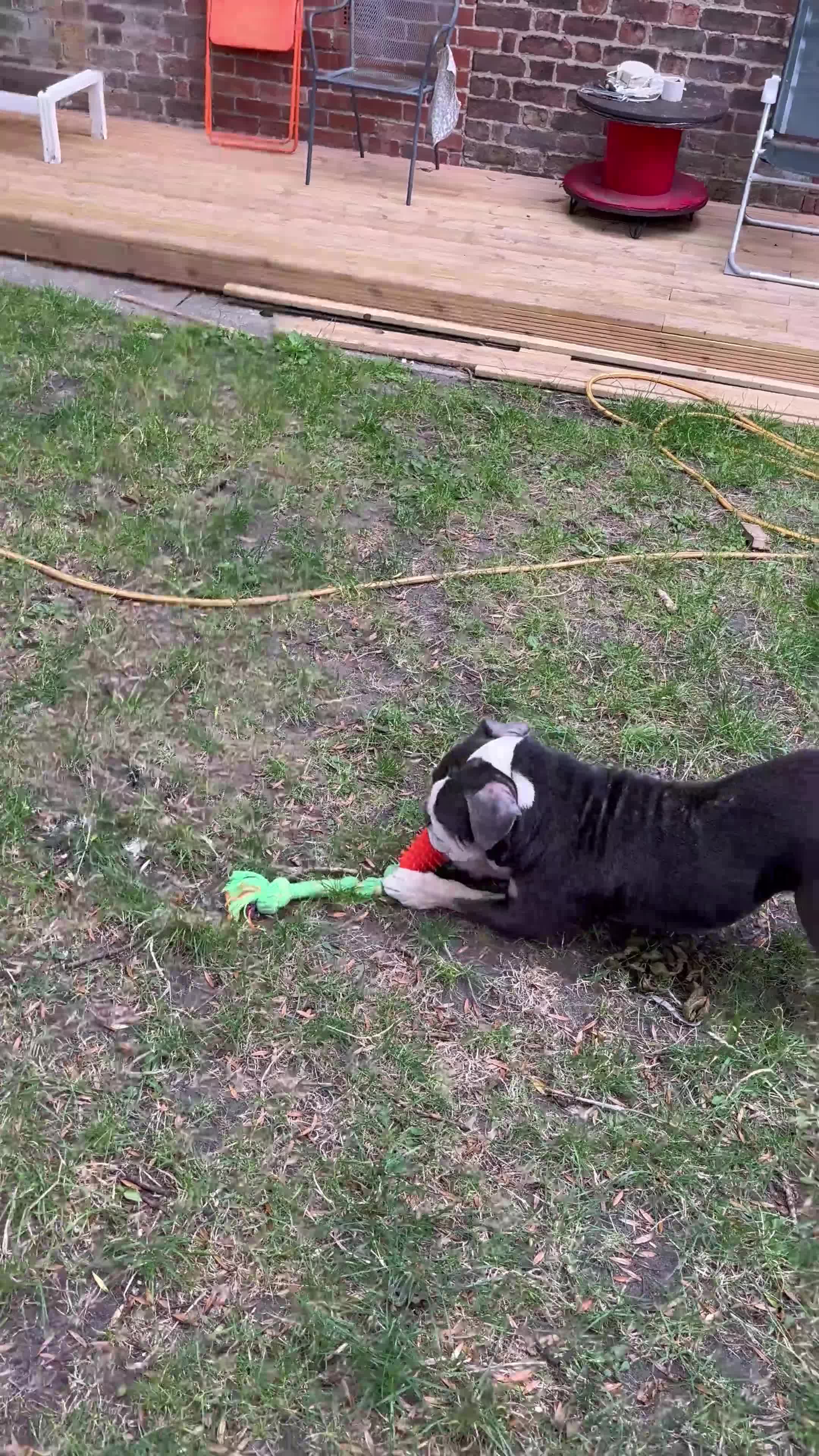 Olde English Bulldogge dogs for sale: Draco  - Video 1