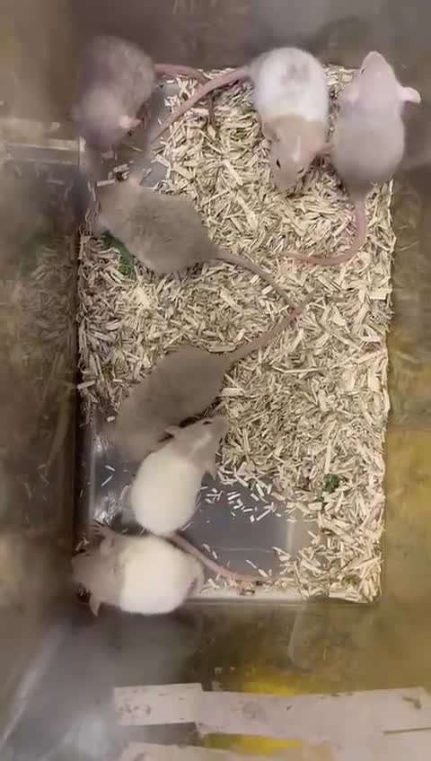 Rat rodents for sale: Beautiful baby rats, full size and dwarf for sale. - Video 3