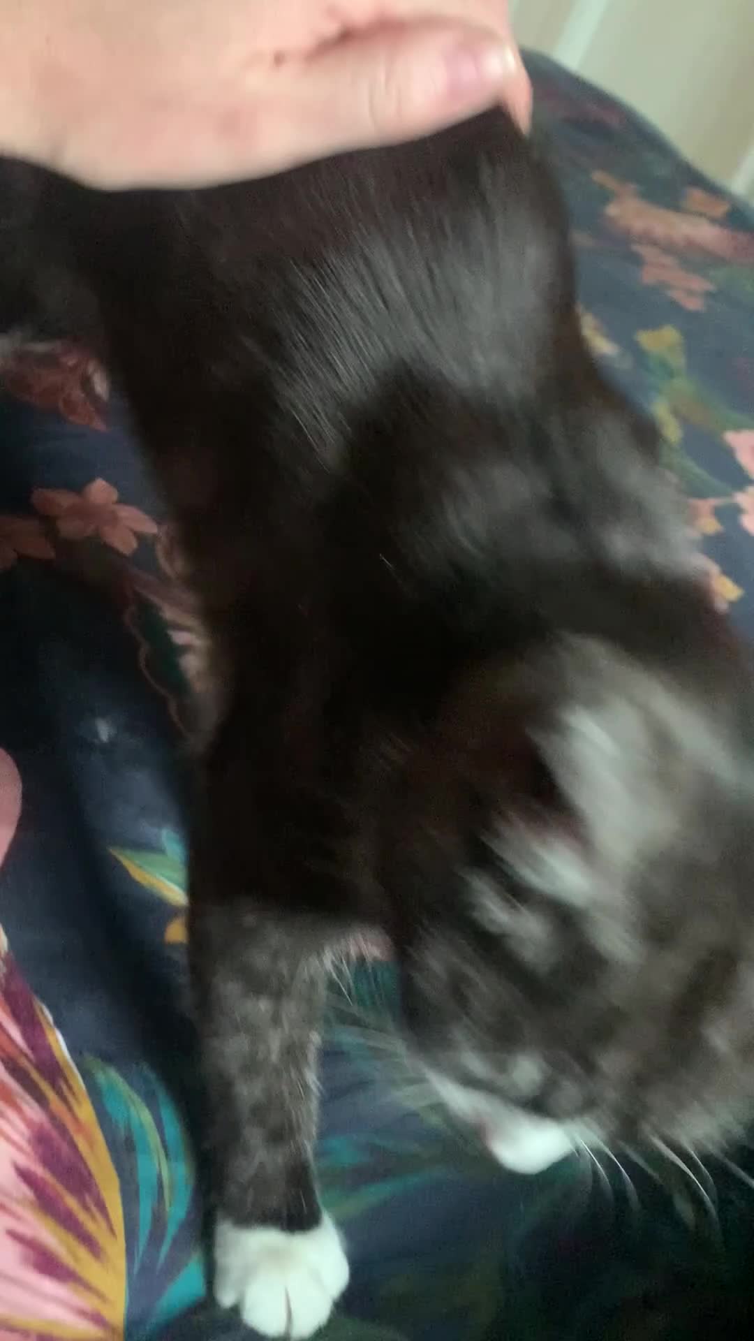 Mixed Breed cats for sale: Mixed breed Kitten ready for her home - Video 1