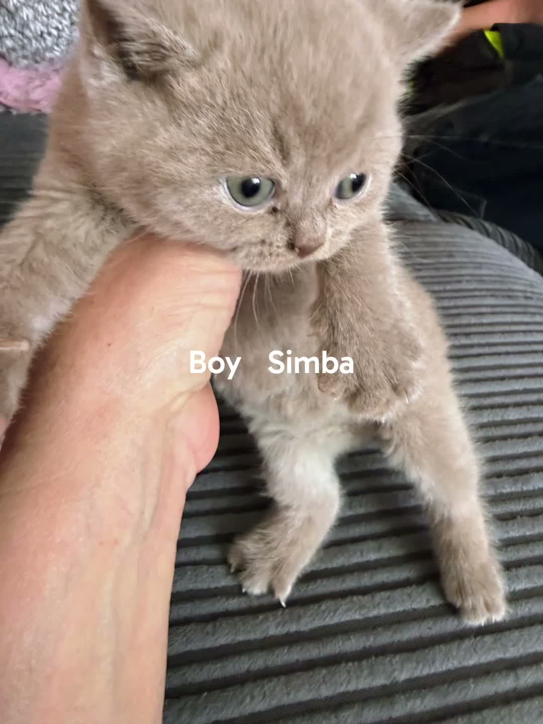 British Shorthair cats for sale: Pedigree TICA  BSH blue & lilac kittens  - Video 2