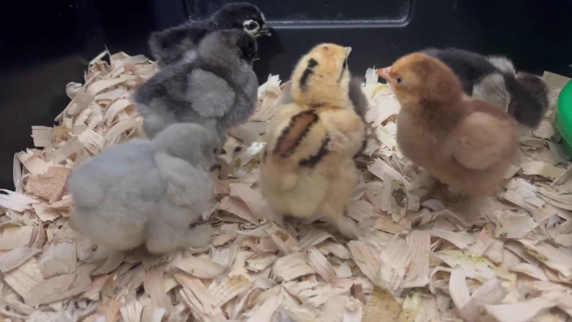 Chickens poultry for sale: Mixed Bantam HATCHING EGGS - Video 1