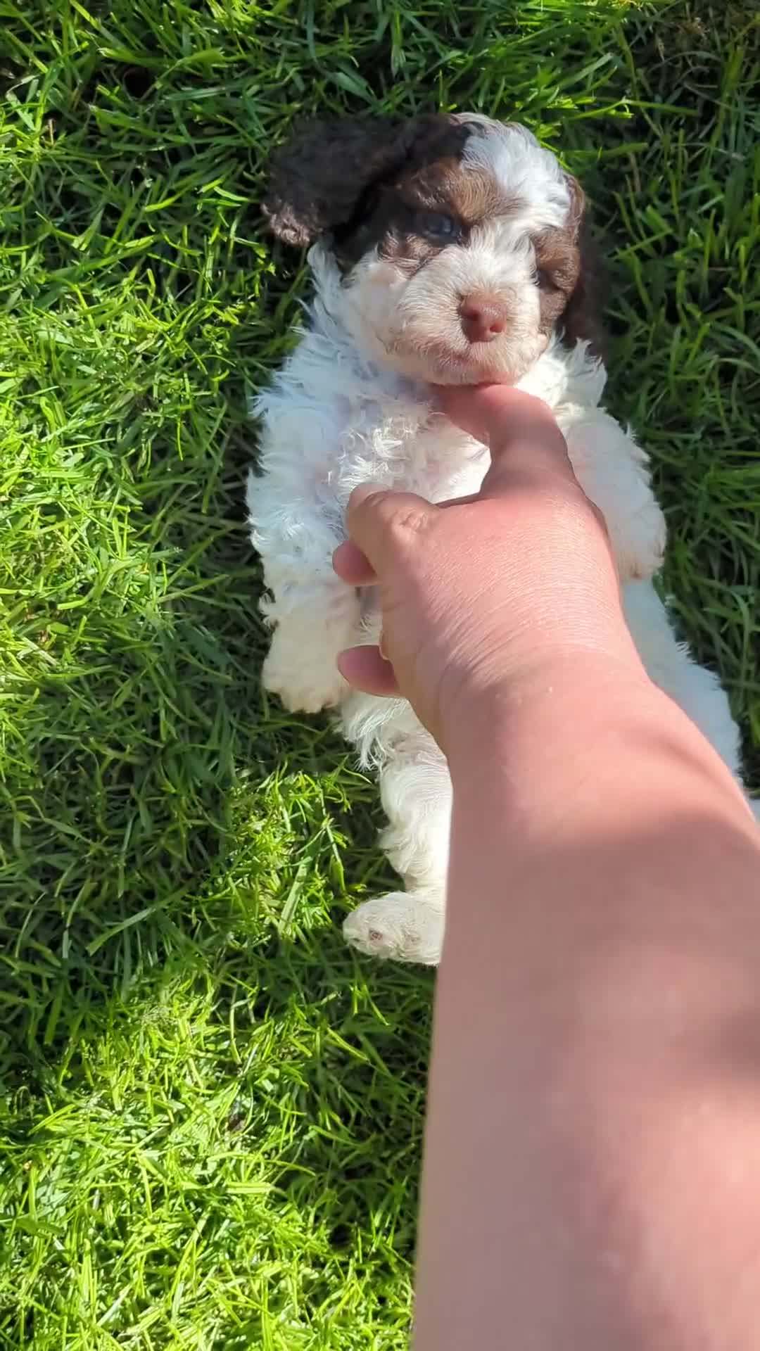 Cockapoo dogs for sale: 5 ⭐ DNA tested F1 cockapoos - Video 3