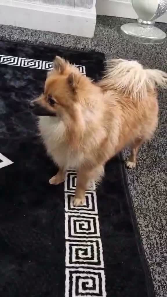 Pomeranian dogs for sale: Pomeranian - Video 1