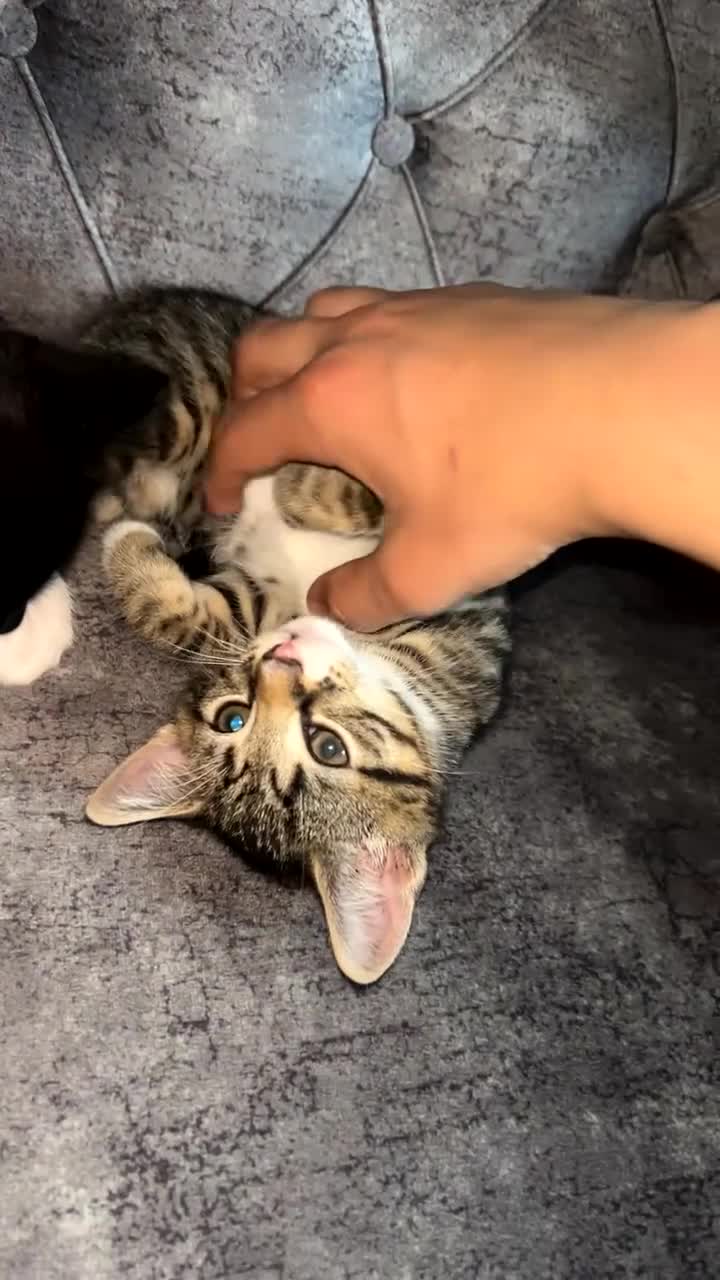 Domestic Shorthair cats for sale: Gorgeous kittens tabby and black  - Video 4