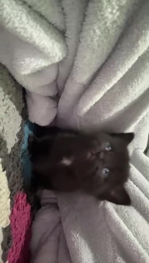 Ragdoll cats for sale: Kittens for sale - Video 1