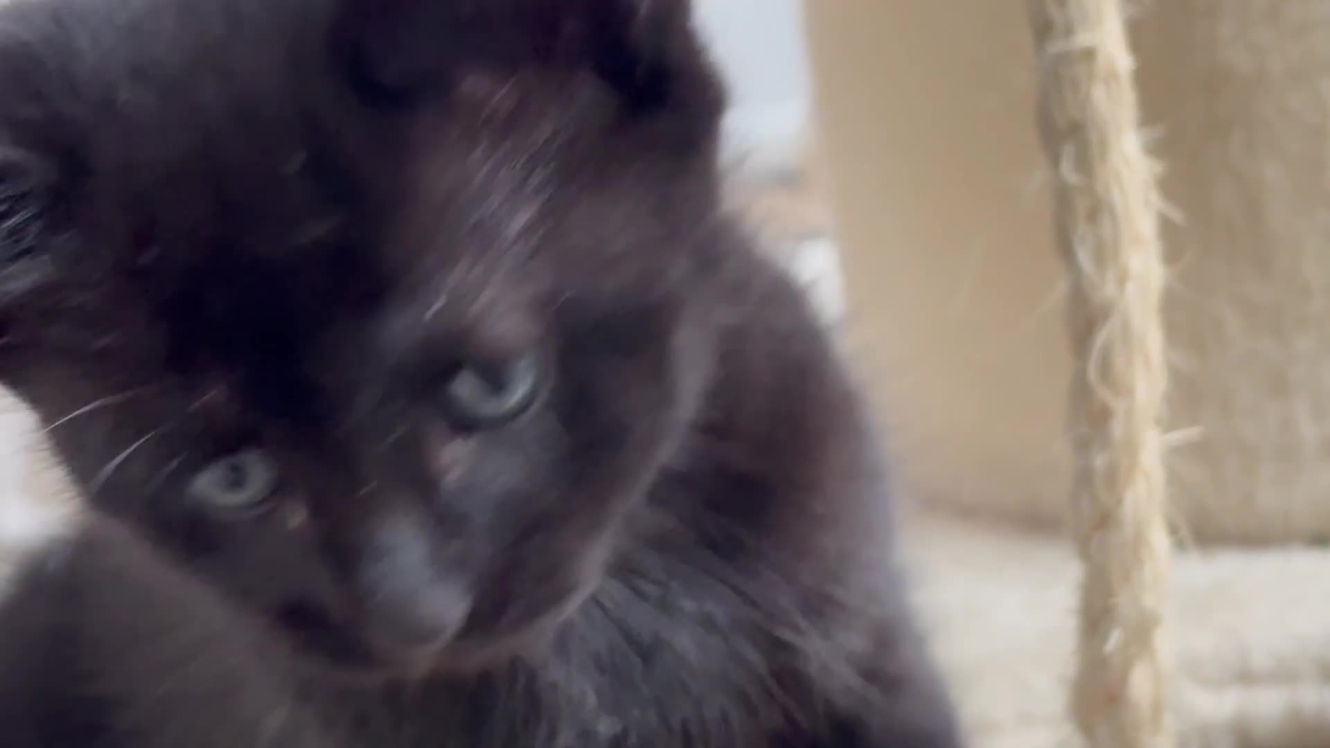 British Shorthair cats for sale: Cute half- short hair kittens for loving home❤️ - Video 1