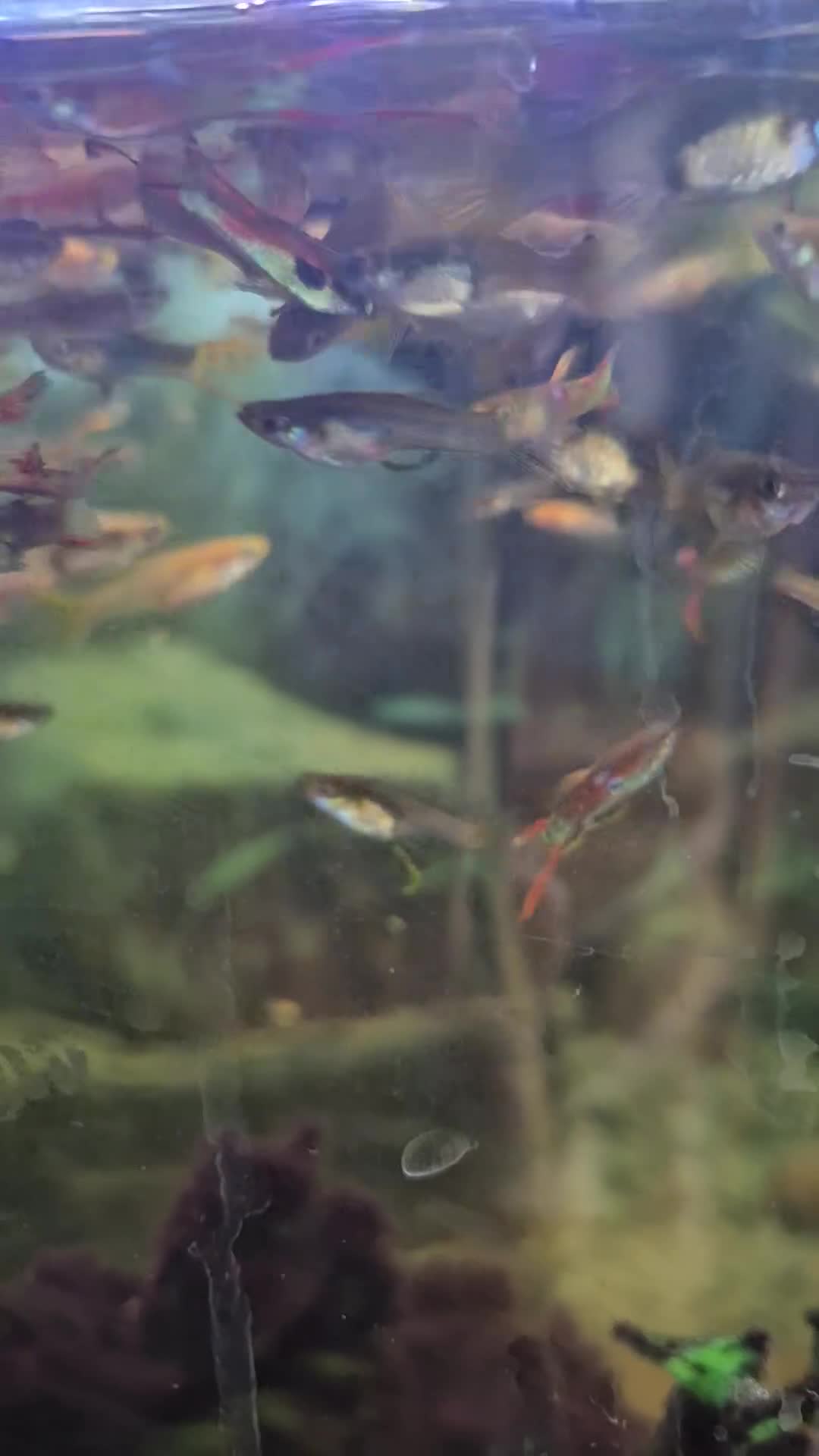 Live Bearers fish for sale: 10 for £10 guppies. All ages. Bright colours. - Video 1