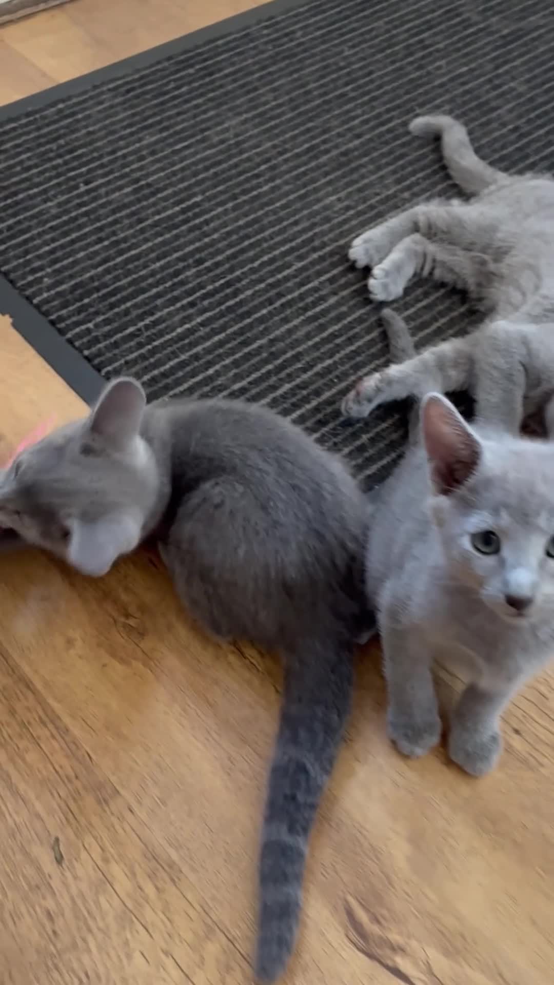 Russian Blue cats for sale: TICA 5* Pedigree Russian blue kittens - Video 2
