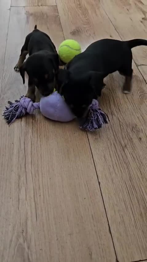 Jackshund dogs for sale: DachshundxJack Russell Puppies  in Martock - Video 2