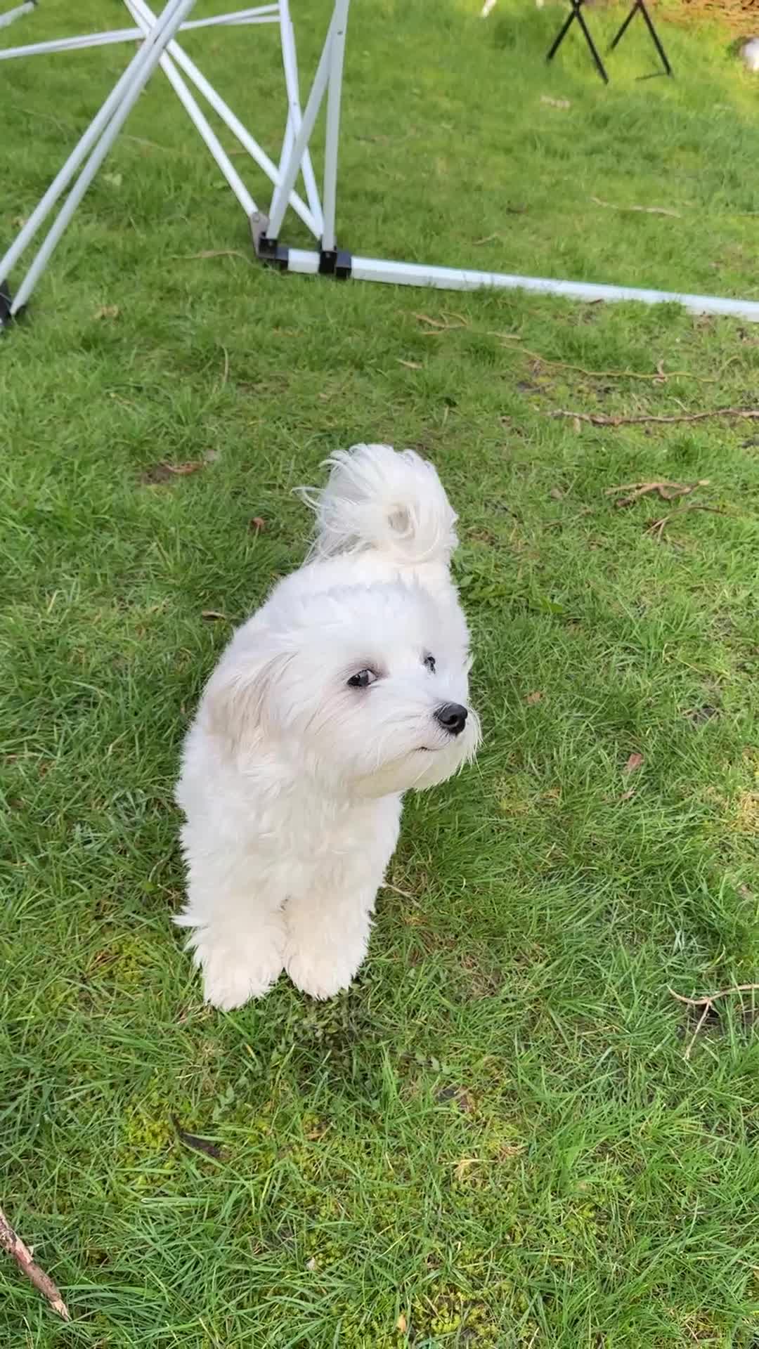 Maltese dogs for sale:  Maltese Girl – Nala (Looking for a Loving Home) in Sutton Coldfield - Video 1