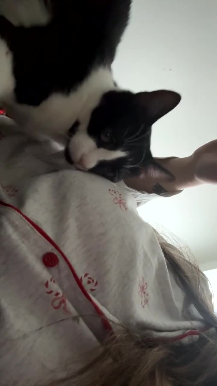 Domestic Shorthair cats for sale: Male Tuxedo Cat in Chester-le-Street - Video 2