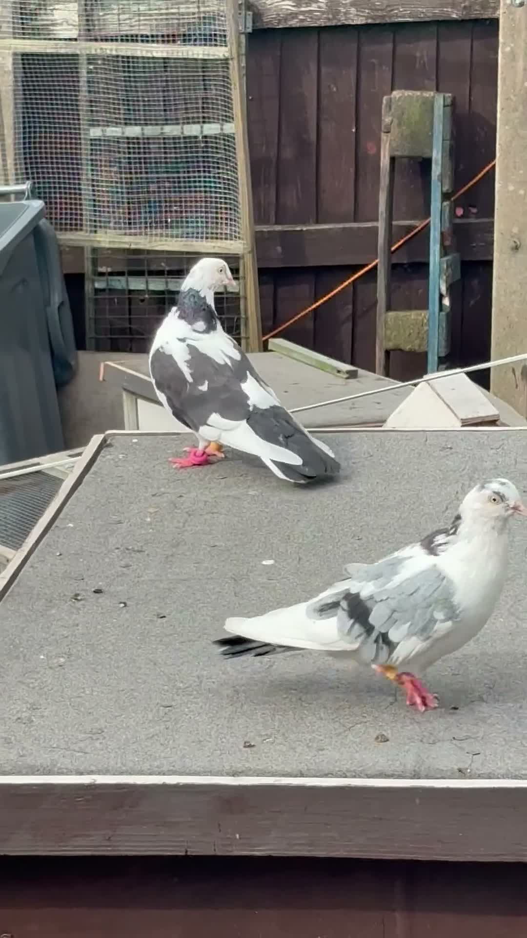 Mixed Breed livestock for sale: Pigeons  - Video 4