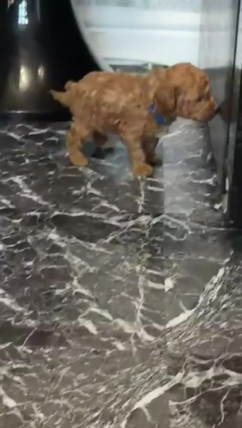 Toy Poodle dogs for sale: Toypoodle💙champion bloodline,kc,dna clear parent  - Video 1