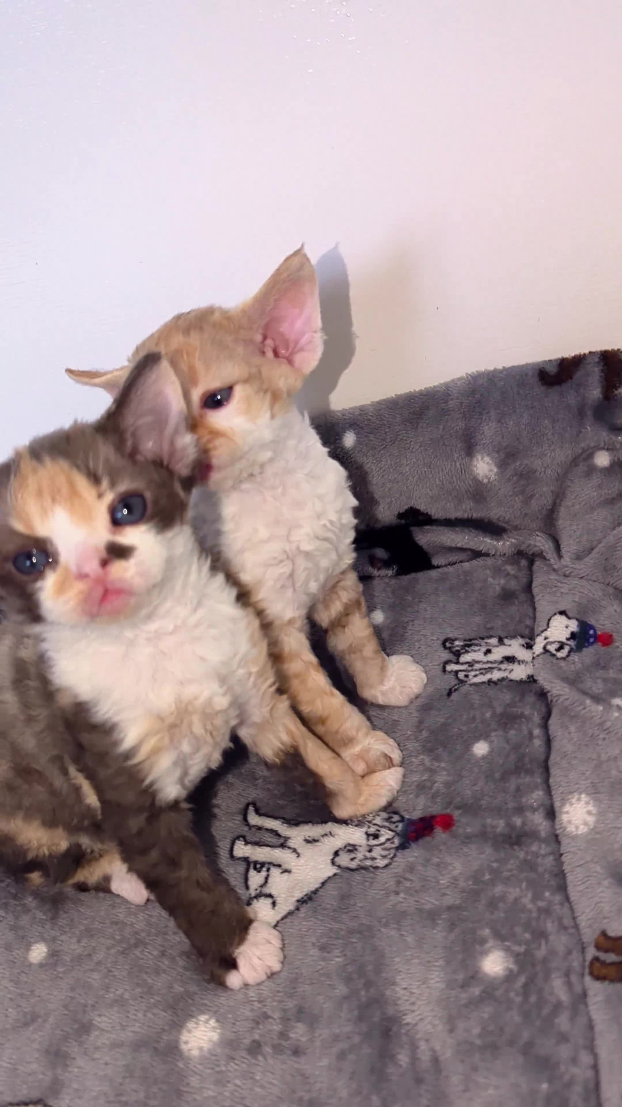 Devon Rex cats for sale: 🌼Curly, gorgeous Devon Rex Kittens available  - Video 1
