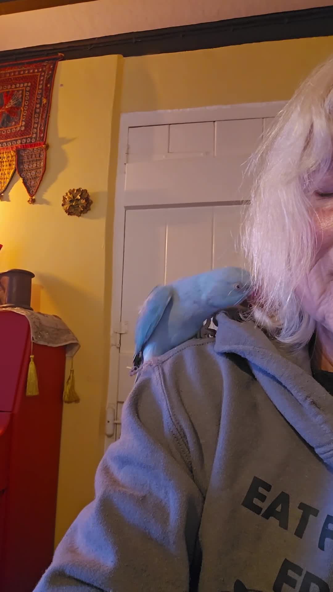Ringnecks birds for sale: Indian ringneck blue female - Video 2