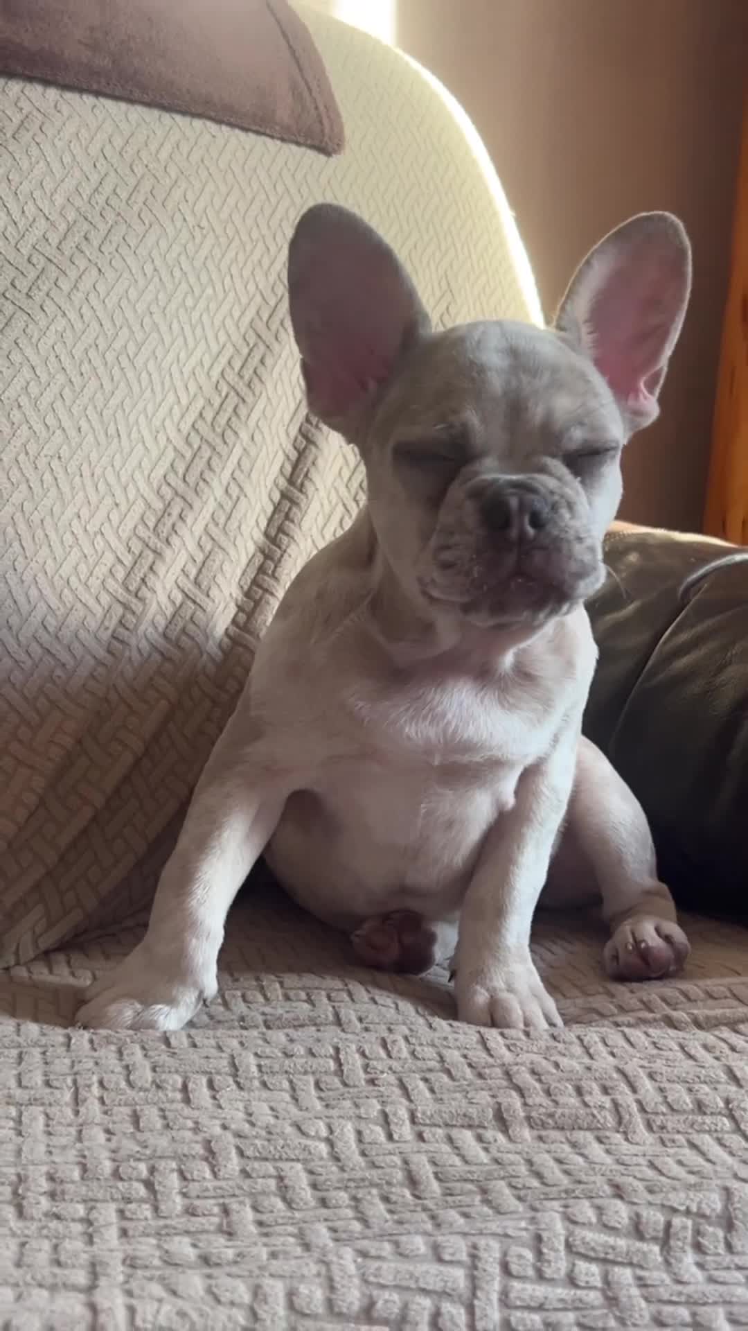 French Bulldog dogs for sale: LAST FEMALE LEFT REDUCED💞 - Video 1