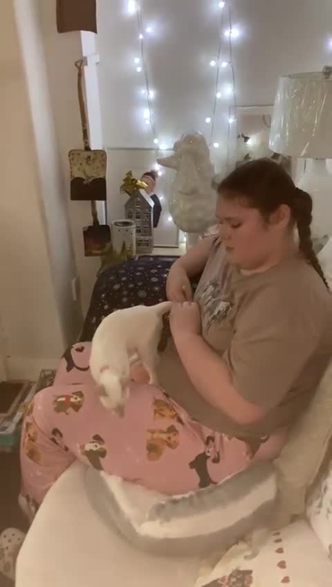 Siamese cats for sale: Gorgeous Lilac point Siamese girl.  - Video 1