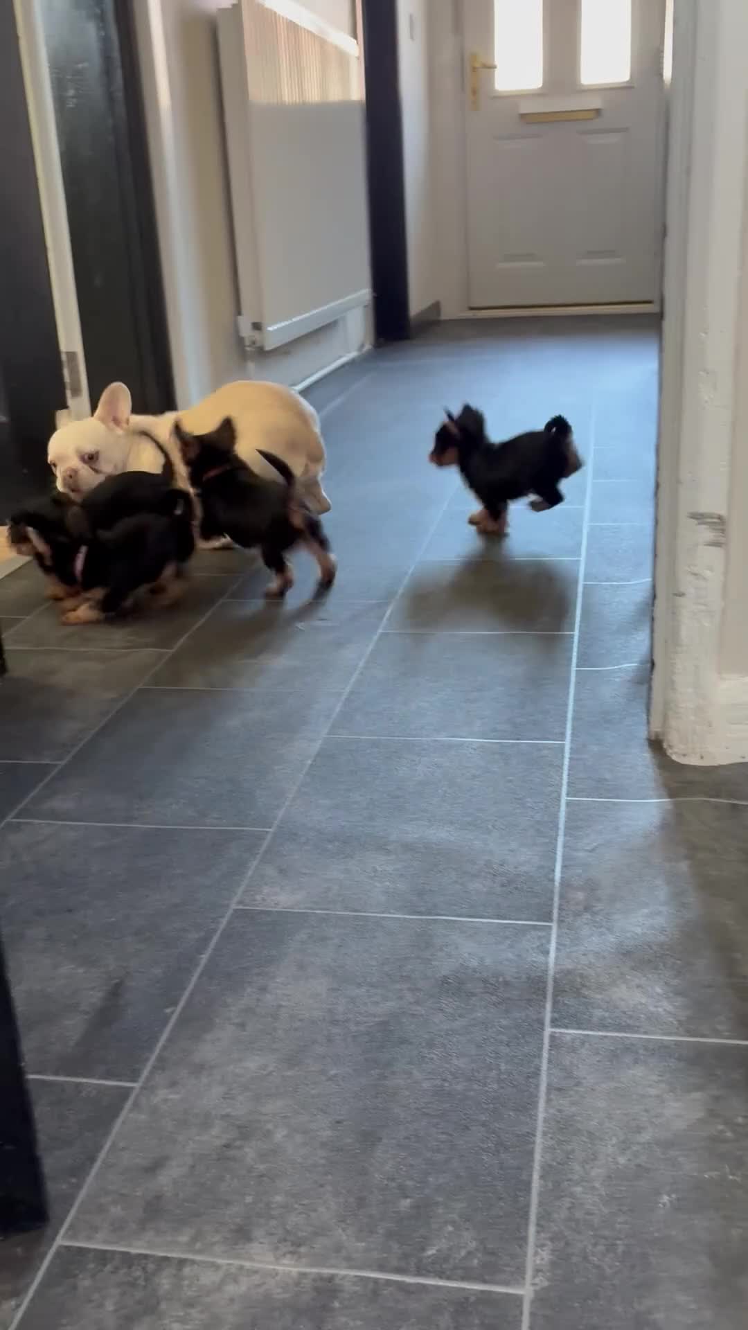 Yorkshire Terrier dogs for sale: 2 little boys ready to leave 💙 - Video 1
