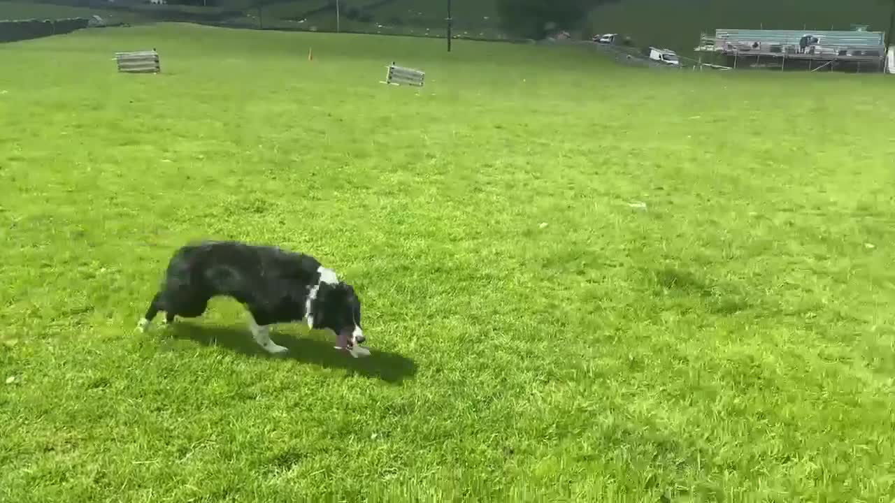 Border Collie dogs for sale: Roy – 18-Month-Old Working Border Collie in Sedbergh - Video 2
