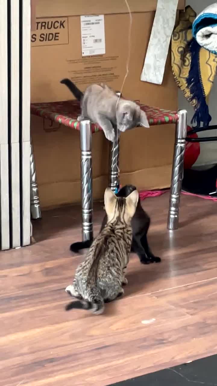 Mixed Breed cats for sale: Beautiful cats  - Video 1