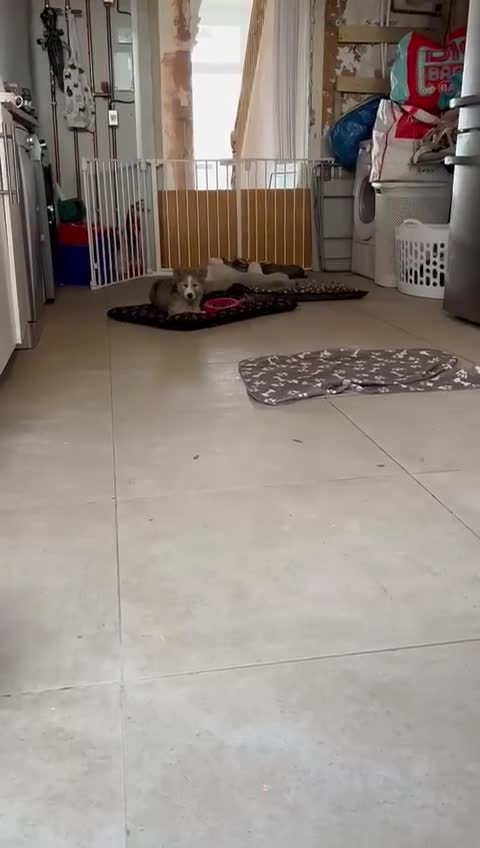 Pomsky dogs for sale: Adorable Blue Eyed 🐾 Long Eared Pomskies  - Video 1