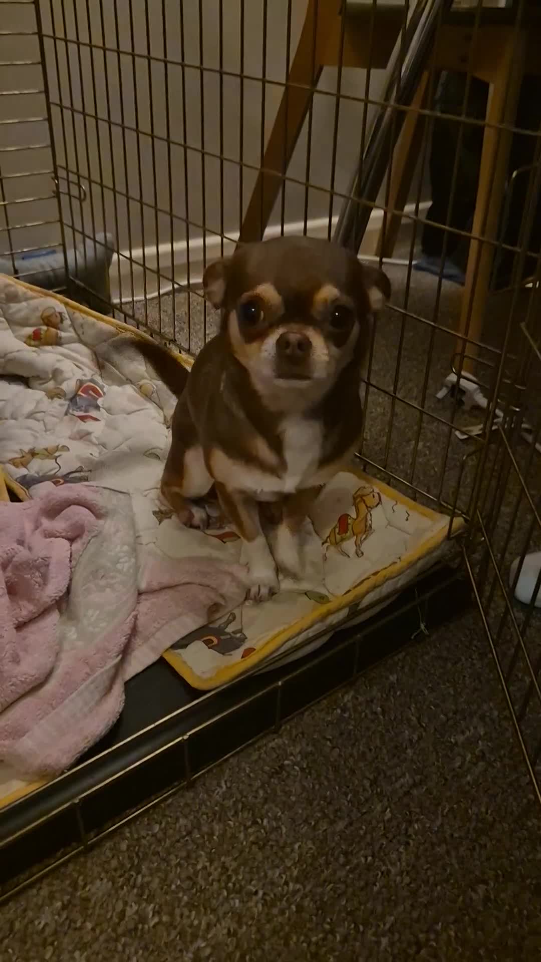 Chihuahua dogs for sale: Stunning Chihuahua Puppies  - Video 1