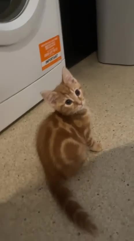 British Shorthair cats for sale: Beautiful bsh kittens - Video 1