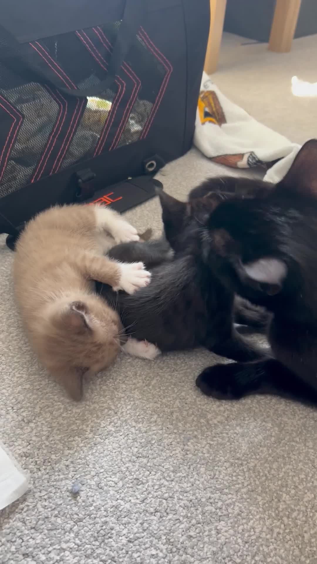 Mixed Breed cats for sale: Cute, gentle and playful kitties  - Video 1